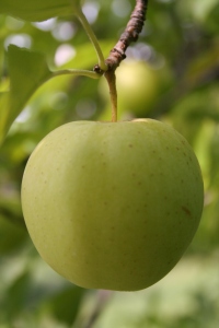 Apples! Sept 2009 057